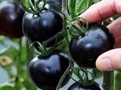 快看！蘭州新區高優新特圣女果“黑羅漢”成熟待摘