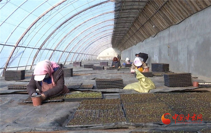 【甘肅全民戰“疫”】酒泉金塔縣：疫情防控緊 育苗生產忙