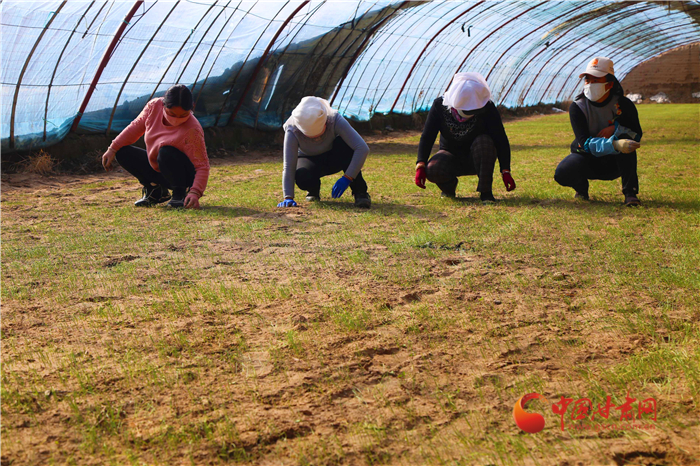 【甘肅全民戰(zhàn)“疫”】張掖山丹：春來花開早  防疫不誤農