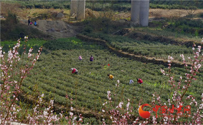 【甘肅全民戰“疫”】隴南文縣：清新初上市 春茶采摘忙