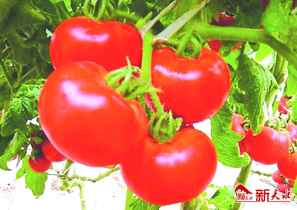 天水：復工復產復“春”來 戰“疫”戰貧戰猶酣