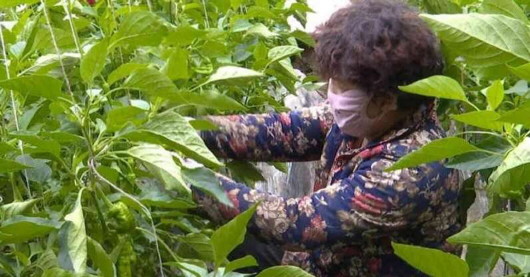 白銀靖遠：娘子軍活躍在春耕現場