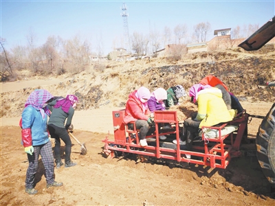 臨夏州積石山縣小明養殖家庭農場種植面積178畝
