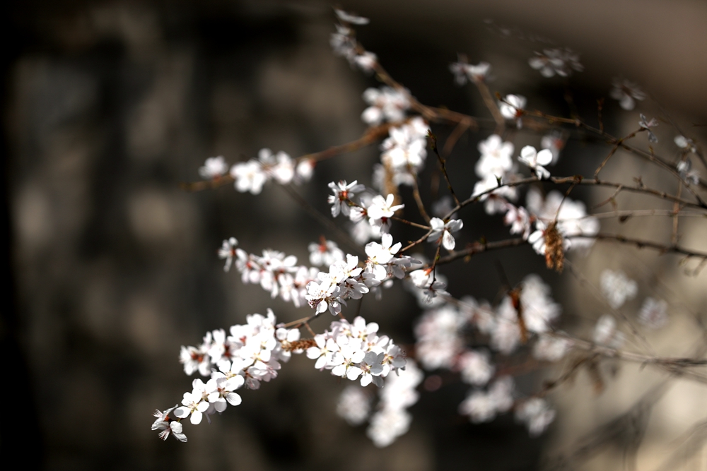 海報|花開隴原，甘肅這些景區(qū)正在復蘇！