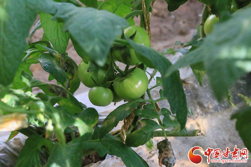 【甘肅省決戰決勝脫貧攻堅】臨夏州折橋鎮大莊村：溫室大棚成農民脫貧致富的“香餑餑”