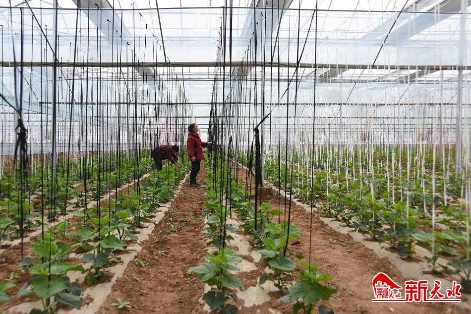 為現代化農業探路——秦州區現代農業科技示范園區見聞
