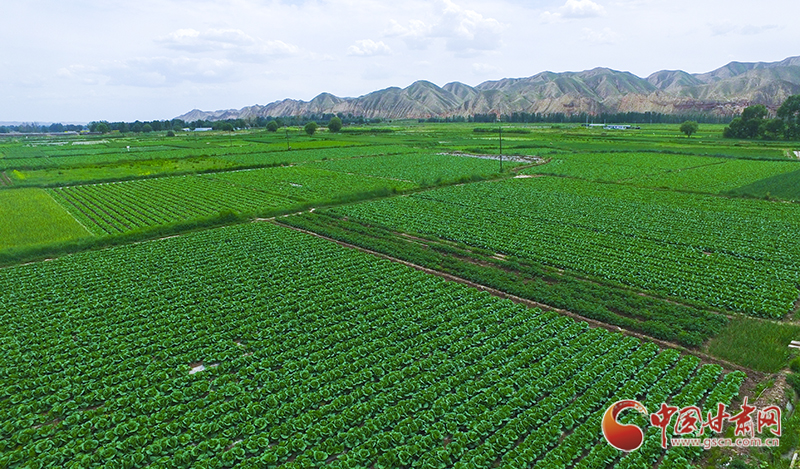【甘肅省決戰決勝脫貧攻堅】永登武勝驛鎮：“高原夏菜”香餑餑 脫貧致富新引擎（圖）