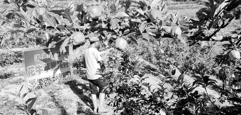 “于堡村果園”開張記——認(rèn)購“一棵樹”，結(jié)出“致富果”