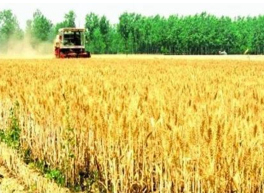 甘肅省小麥收獲面積接近七成夏糧豐產豐收在望
