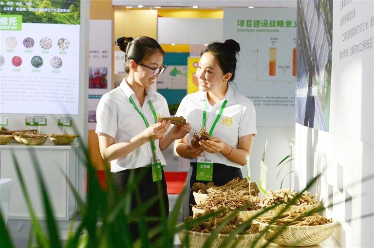 定西，從“千年藥鄉”邁向“中國藥都”