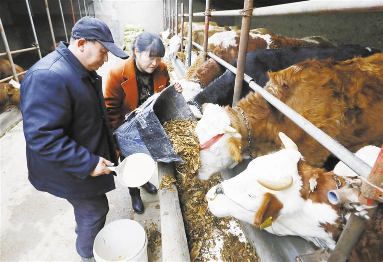 我和我的家鄉(xiāng)丨定西臨洮縣黨家墩村：“牛”產(chǎn)業(yè)帶來“牛”日子