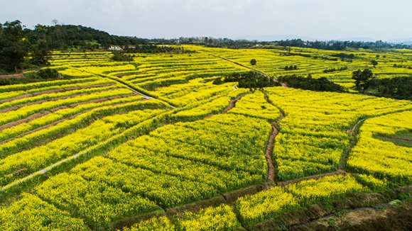 千余畝油菜花盛開。廖濤 攝 千余畝油菜花盛開。廖濤 攝