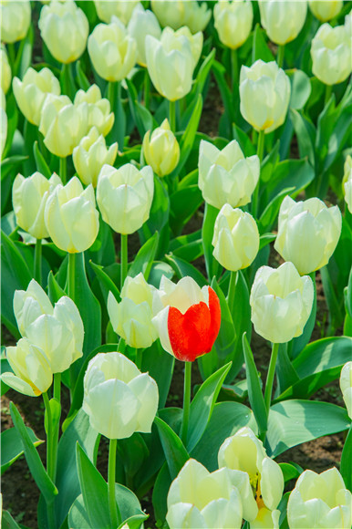 花叢中,別具一格。羅云希 攝 花叢中,別具一格。羅云希 攝