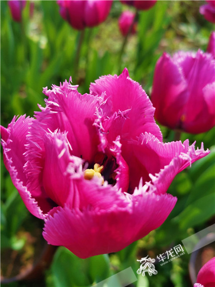 特色郁金香品種,花邊呈鋸齒狀。華龍網—新重慶客戶端記者 舒婷 攝 特色郁金香品種,花邊呈鋸齒狀。華龍網—新重慶客戶端記者 舒婷 攝