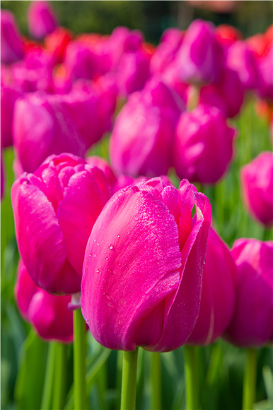 郁金香嬌艷欲滴。羅云希 攝 郁金香嬌艷欲滴。羅云希 攝