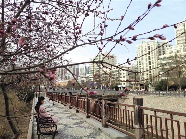 蘭州“第一朵花”開了！