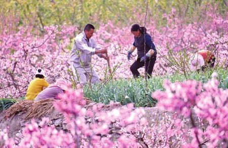 隴南武都區：田間套種促增收