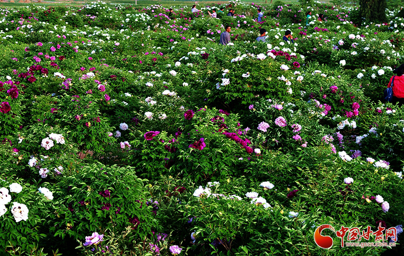 閱盡繁花盛景！定西文旅邀您共赴“紫斑牡丹”之約