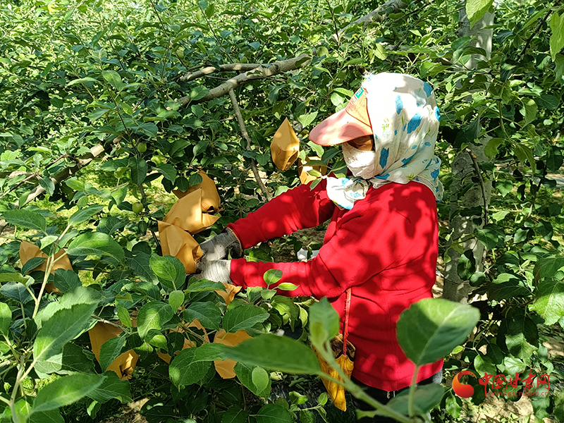 靈臺店子村：產業培育 打造鄉村治理的“加速器”