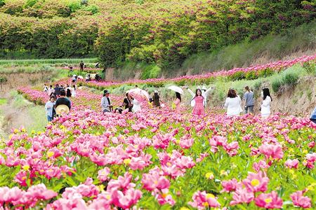 西和縣十里鎮土橋村的芍藥花基地