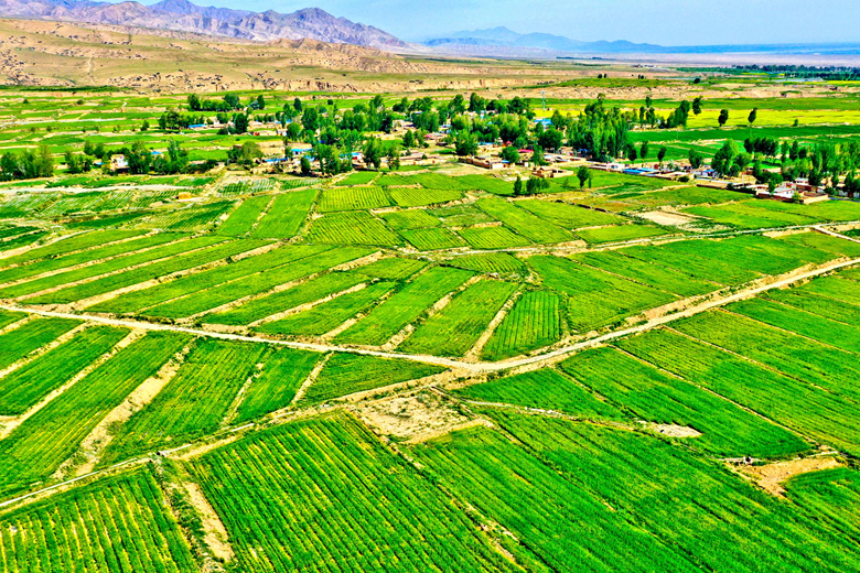 【隴拍客】張掖花寨鄉：產業富民 鄉村處處展新貌