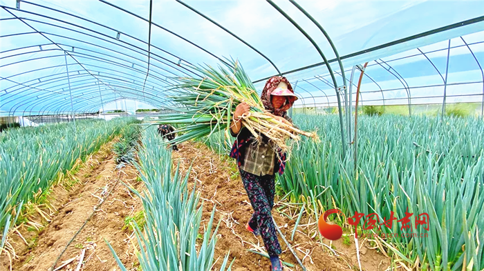 【小康圓夢·看甘肅】蘭州榆中王保營村：大蔥產業助農增收