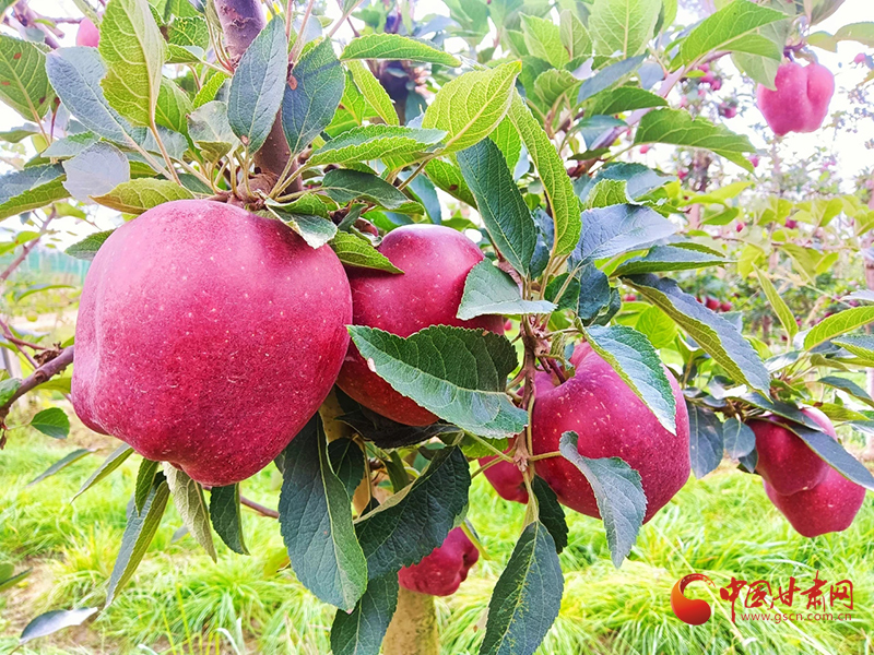 【小康圓夢·看甘肅】西和何壩鎮：蘋果產業鼓足群眾“錢袋子”