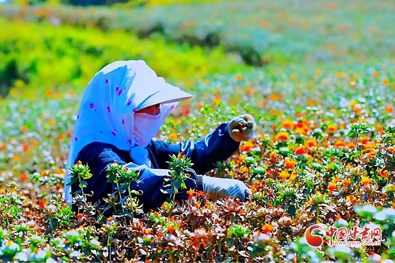 【小康圓夢·看甘肅】宕昌木耳鄉：致富花開增色 產業振興添景