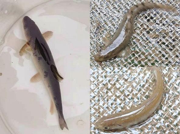 祁連山生態環境持續改善 野生土著魚重現莊浪河