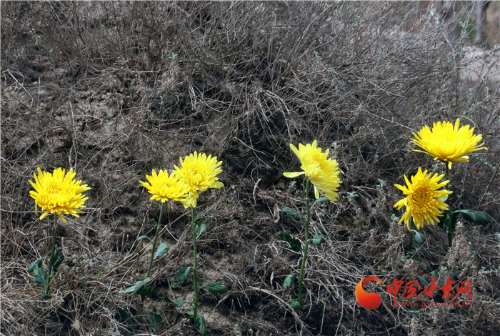 【甘快看】蘭州：今年暫停寒衣節”室外祭祀