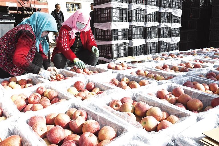 臨夏州永靖縣峴塬鎮劉家村果農在果品基地分揀蘋果