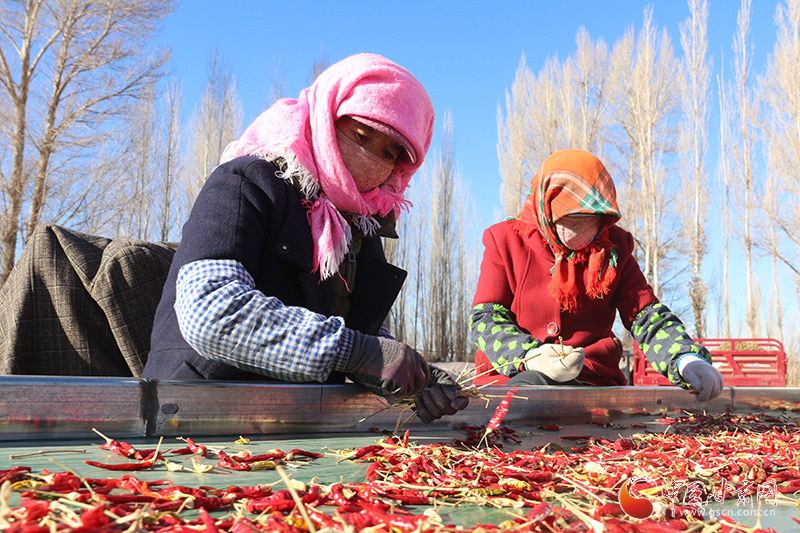 【甘快看】臨澤蓼泉鎮：辣椒豐產增收入 定點收購解民憂