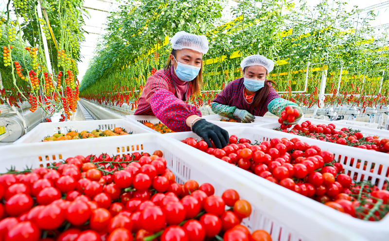 【隴拍客】甘肅張掖：隆冬時節戈壁農業果菜飄香