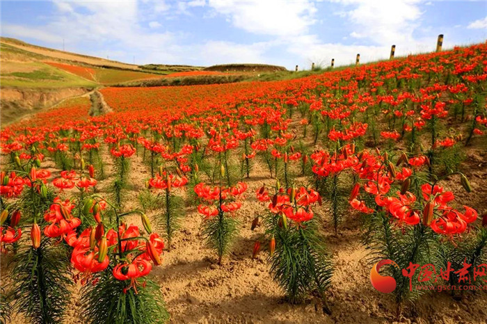 蘭州市蔬菜價格降幅明顯糧油價格保持平穩