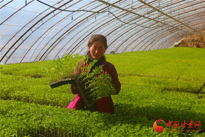 【小康路上看老鄉】甘肅敦煌：雨水時節育苗忙