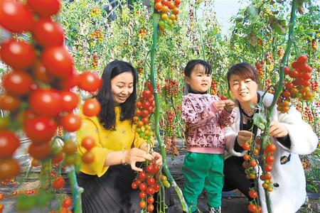 酒泉市肅州區東洞戈壁產業園里的圣女果、人參果陸續成熟上市