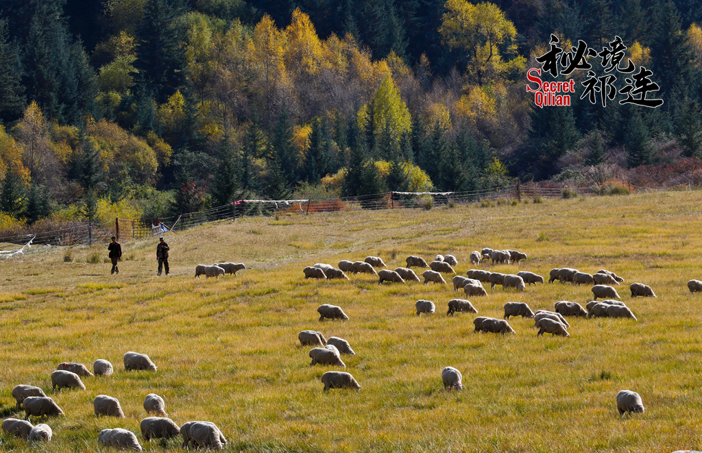 【秘境祁連·第8期】從七彩張掖出發 尋找“濕地之城”的顏色
