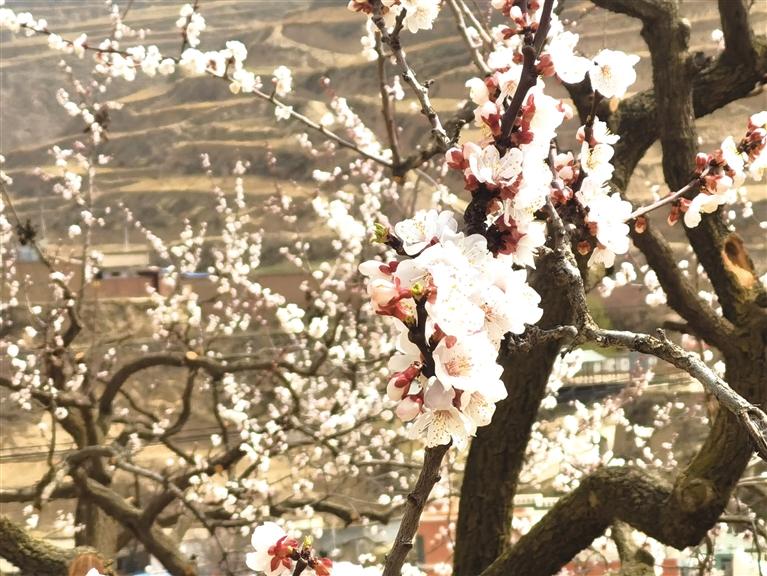 蘭州市各縣區多舉措盤活撂荒土地資源