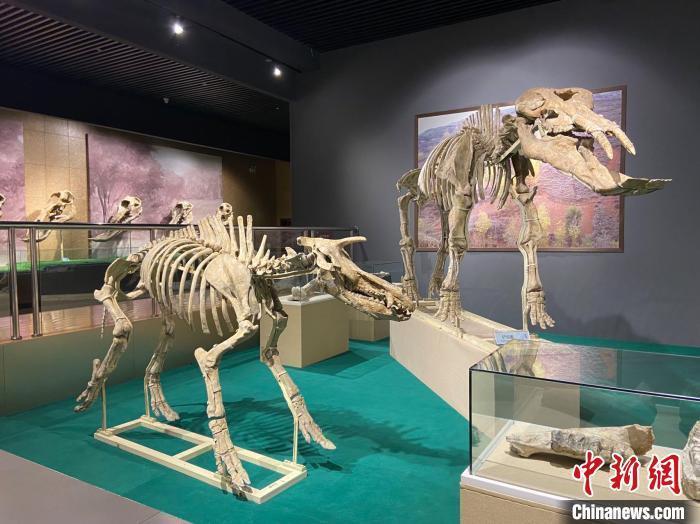 圖為5月底,和政縣古動物化石博物館內修復后的古生物化石。 高展 攝 圖為5月底,和政縣古動物化石博物館內修復后的古生物化石。 高展 攝