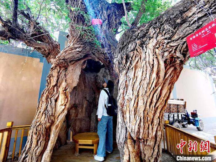 青海海東市阿河灘地質文化村:古樹新枝、丹山碧水