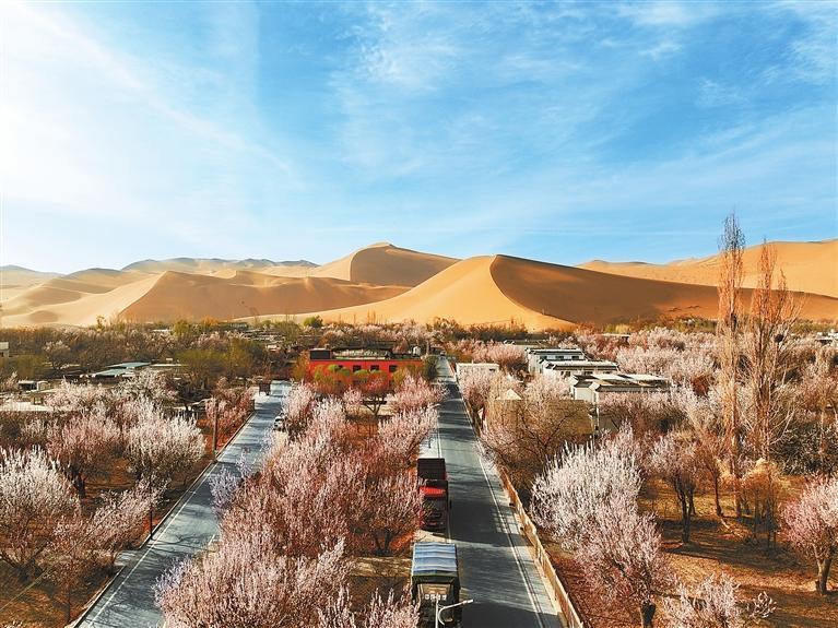 近日，敦煌鳴沙山下的李廣杏杏花陸續開放，美如畫卷。新甘肅·甘肅日報通訊員　張曉亮