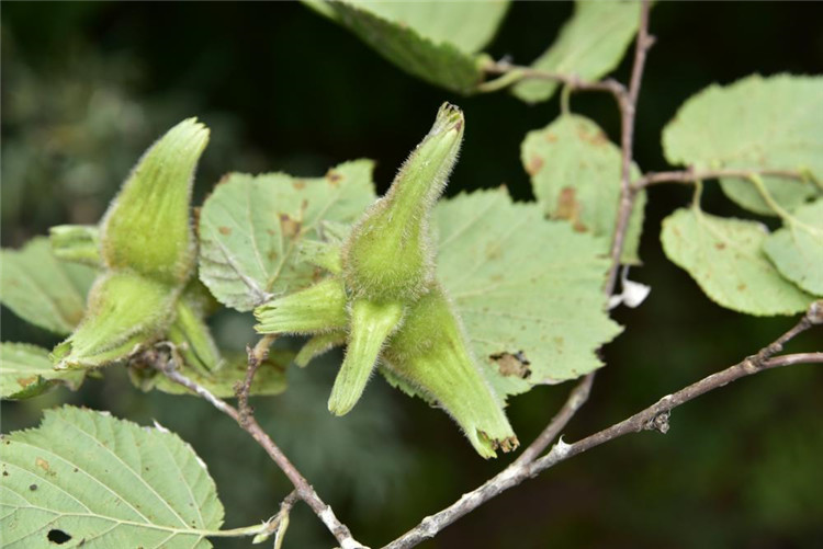 1712647450243289.jpg 12-2.jpg