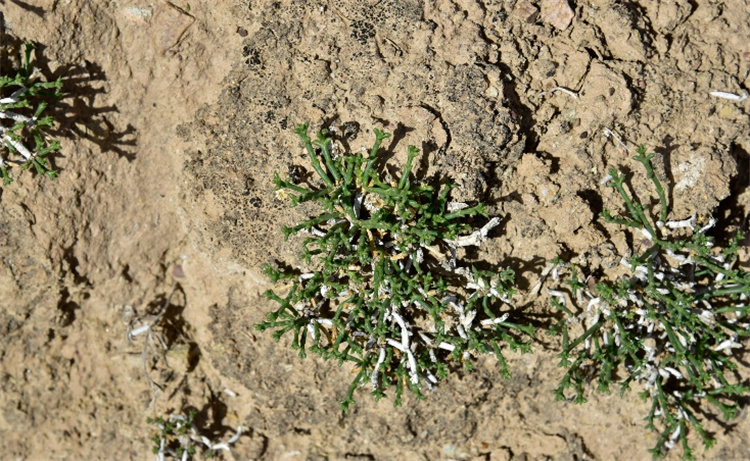 1717744602745507.jpg 19-2.jpg