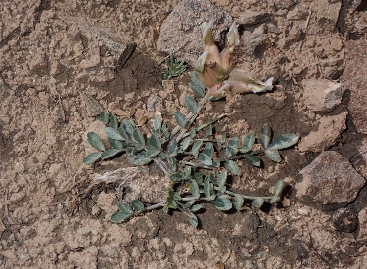 1718093281563640.jpg 26-2t.jpg