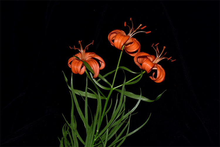 1719824775774639.jpg 2-2.jpg