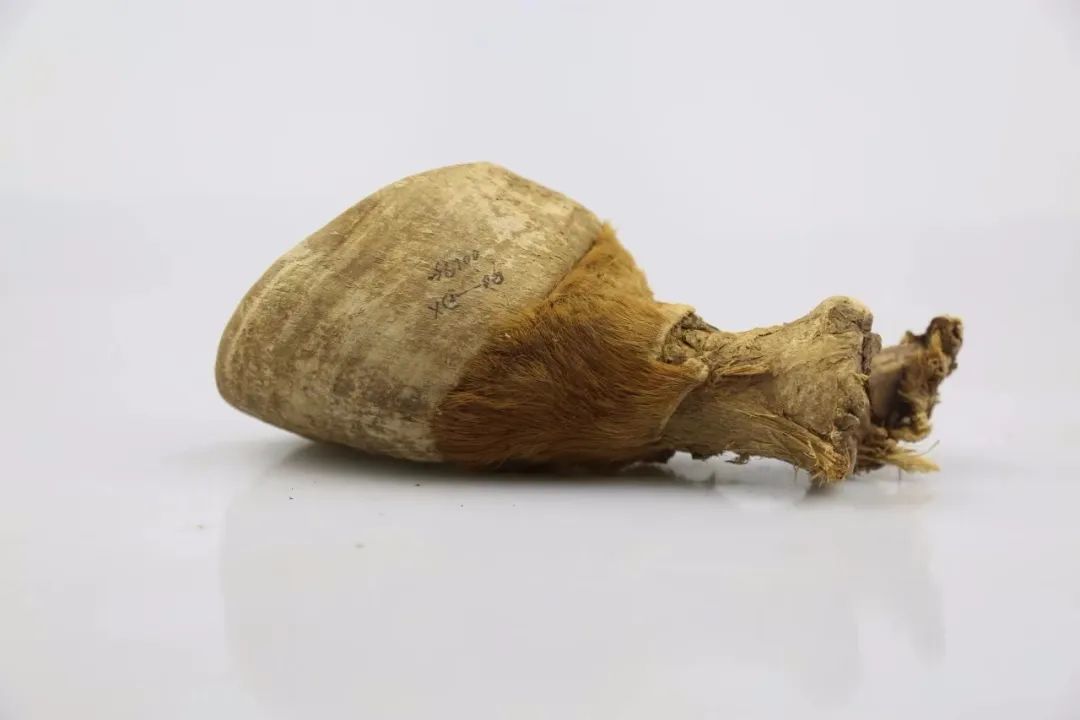 懸泉置出土馬蹄(圖源甘肅簡牘博物館)