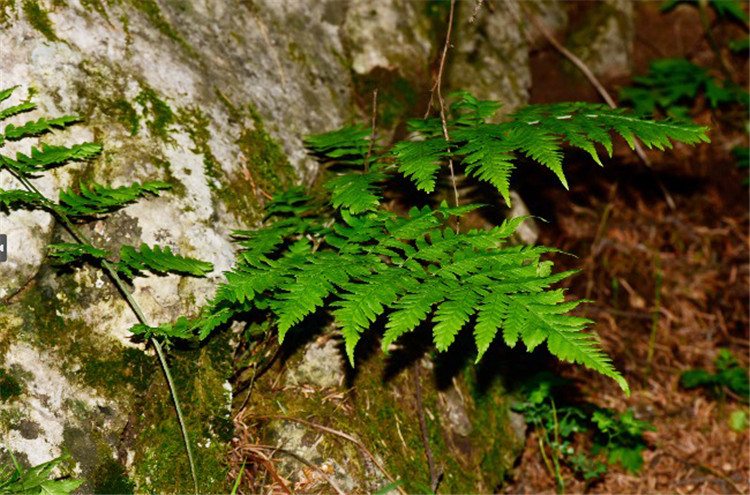 1721638018490524.jpg 23-2t.jpg