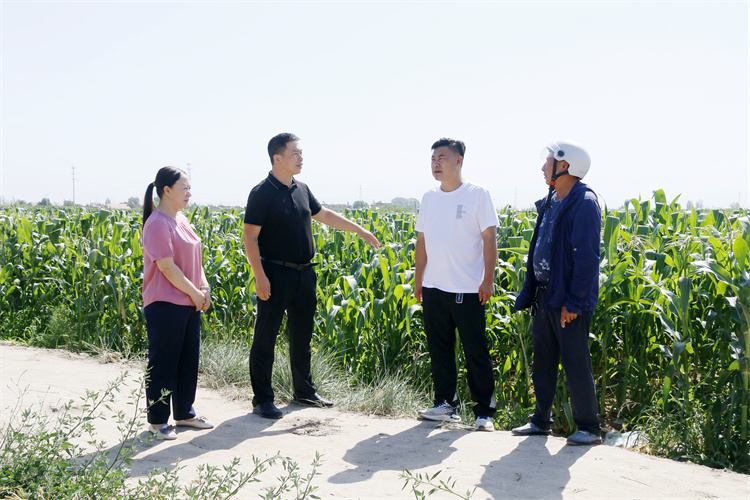 1721642572456010.jpg 臨澤縣沙河鎮紀委工作人員深入田間地頭了解玉米制種生產情況.jpg