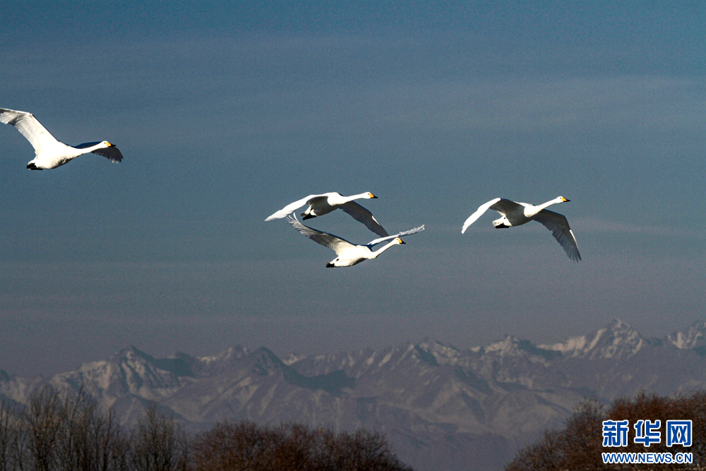 甘肅張掖:冬日天鵝舞翩翩
