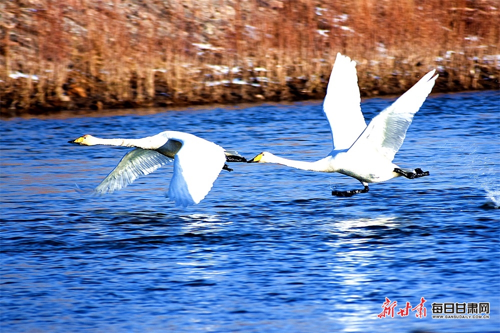 冬日候鳥舞動黑河 共譜生態和諧樂章